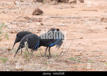 Eine kleine Herde von Vulturine Guineafowl (Acryllium vulturinum) zu Fuß Stockfoto