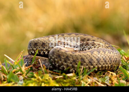 Europäische gekreuzten Kreuzotter Aalen auf Bergwiese (Vipera Berus, weiblich) Stockfoto