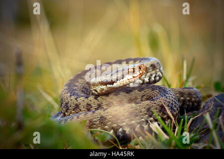 weibliche Kreuzotter (Vipera Berus, die europäischen gekreuzten Viper) Streik bereit Stockfoto