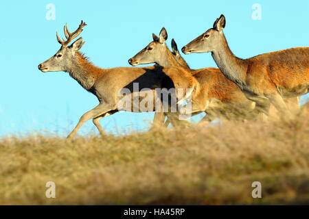 Gruppe, die Hirsche auf Bergwiese (Cervus Elaphus) Stockfoto