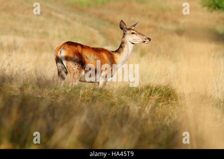 Rothirsch Doe auf Bergwiese (Cervus Elaphus) Stockfoto