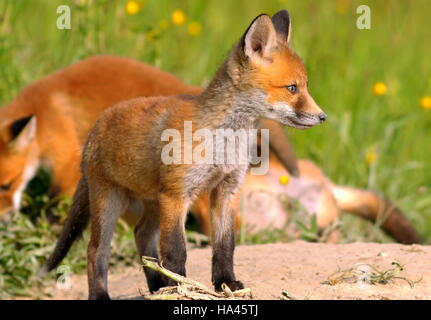junge europäische Rotfuchs in der Nähe der Höhle (Vulpes Vulpes) Stockfoto