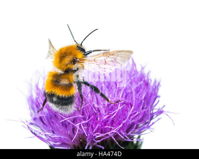 Bestäubenden Bienen, Isolated on White Stockfoto