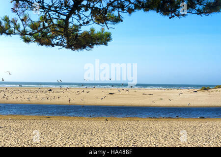 Der Strand von Cannon Beach, Oregon mit vielen Möwen Stockfoto