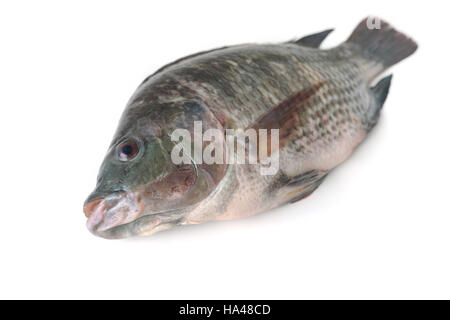 Tilapia Fisch isoliert auf weiss Stockfoto
