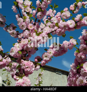 Viele leuchtend rosa Blüten auf blühenden Triebe von Prunus Triloba Strauch am strahlend blauen Himmelshintergrund. Stockfoto