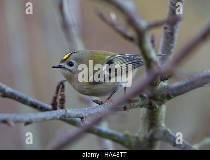 Wintergoldhähnchen Regulus Regulus in Wales winter Stockfoto