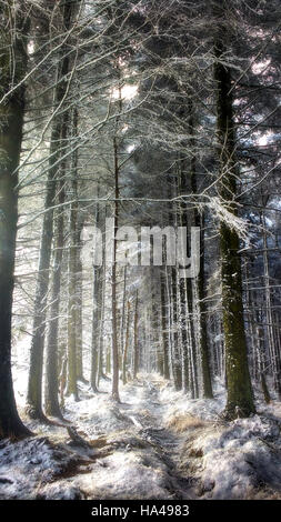 Herrliche Winterlandschaft im Wald Stockfoto