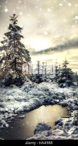 herrliche Winterlandschaft mit einer Pinie und gefrorene Pfütze Stockfoto