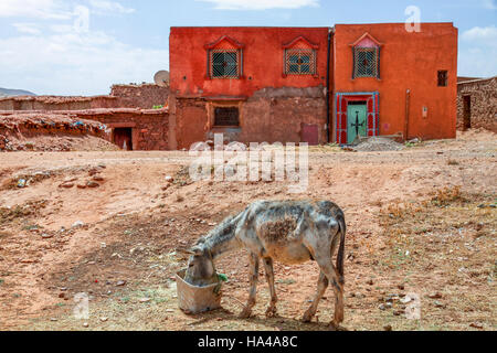 Esel vor ein altes Haus in Telouet, Marokko Stockfoto