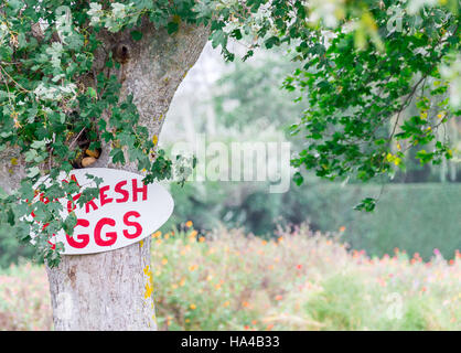 Handgemaltes Schild Werbung frische Eiern zu verkaufen, einen alten Baum befestigt Stockfoto