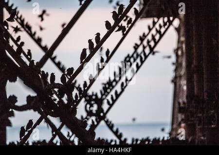 Aberystwyth Wales UK, Montag, 28. November 2016 UK Wetter: als Dämmerung an einem kalten Abend Schwärme Stare fliegen in aus ihrer Nahrungsgründe Barsch und Rattern lautstark unter Aberystwyth Pier an der Küste von West Wales bei Dämmerung jede Nacht im Herbst und im Winter tagsüber, Zehntausende Vögel sammeln Roost zusammen sicher über Nacht auf das Gitterwerk der gusseisernen Beinen unterhalb des viktorianischen Seestadt Pier Fotos Credit : Keith Morris / Alamy Live News Stockfoto