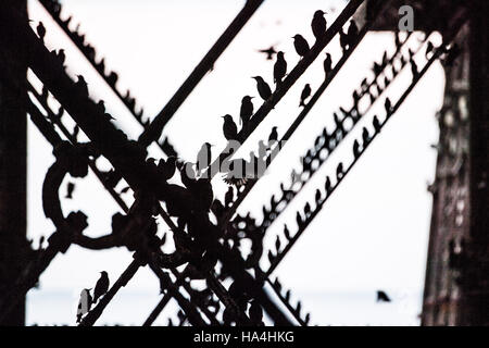 Aberystwyth Wales UK, Montag, 28. November 2016 UK Wetter: als Dämmerung an einem kalten Abend Schwärme Stare fliegen in aus ihrer Nahrungsgründe Barsch und Rattern lautstark unter Aberystwyth Pier an der Küste von West Wales bei Dämmerung jede Nacht im Herbst und im Winter tagsüber, Zehntausende Vögel sammeln Roost zusammen sicher über Nacht auf das Gitterwerk der gusseisernen Beinen unterhalb des viktorianischen Seestadt Pier Fotos Credit : Keith Morris / Alamy Live News Stockfoto