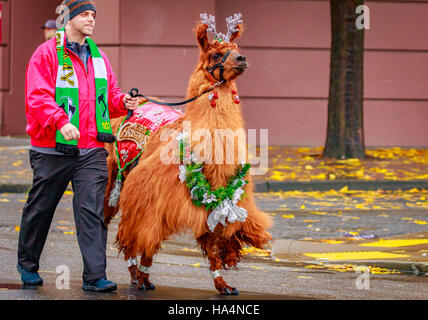 Portland, Oregon, USA - 25. November 2016: Die Lamas des Südwesten Washington in die jährliche My Macys Urlaub Parade über Portland Downtown. Stockfoto