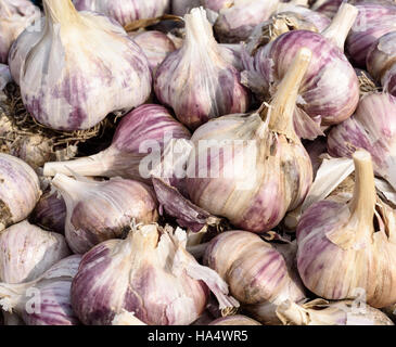 Große Gruppe der Bio-Knoblauch Zwiebeln in natürlichem Sonnenlicht Stockfoto