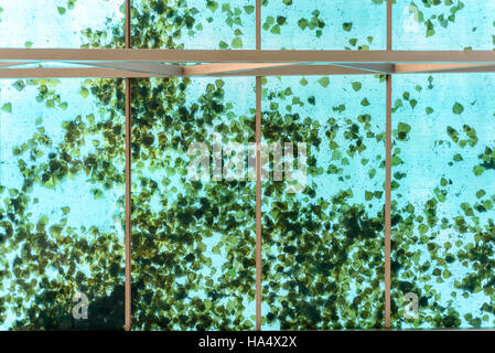 Herbstlaub, ruht auf einer Glasdecke aus Kunststoff in blau und grün Stockfoto