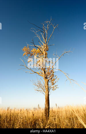 Kahlen Baum mit wenigen Blättern in einem großen outdoor-Szene mit blauem Herbst Himmel gesetzt. Vertikale szenische Komposition Stockfoto