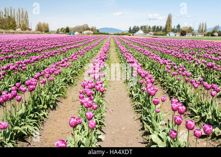 Tulpe Garten am Roozengaarde in Mount Vernon, Washington, USA Stockfoto