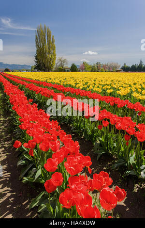 Tulpe Garten am Roozengaarde in Mount Vernon, Washington, USA Stockfoto