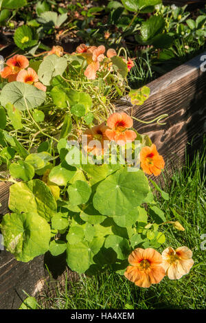 Orangefarbene Kapuzinerkresse wachsen neben Erdbeerpflanzen in einem Hochbeet Garten in Maple Valley, Washington, USA Stockfoto