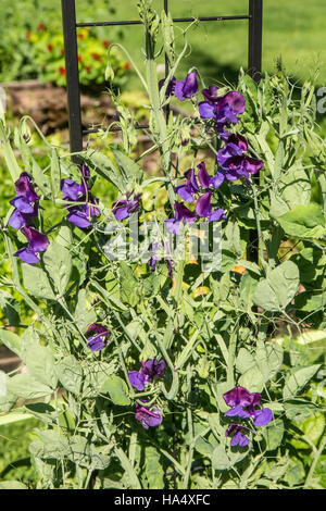 Blauen Reflexionen Zuckererbsen wächst in ein Gemüse Garten in Maple Valley, Washington, USA.  Sie sind eine hervorragende Mischung aus duftenden Reflexion Zuckererbsen Stockfoto