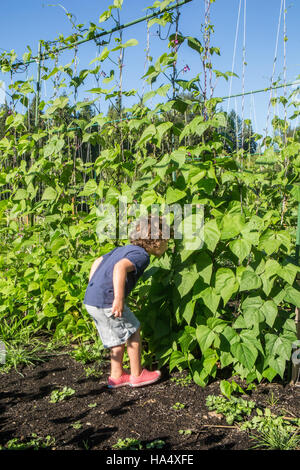 Vier Jahre alter Junge Suche nach einige grüne Bohnen Schoten im Maple Valley, Washington, USA.  Das sind Goodmother Stollard lila Pfostenbohnen. Stockfoto