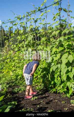 Vier Jahre alter Junge Suche nach einige grüne Bohnen Schoten im Maple Valley, Washington, USA.  Das sind Goodmother Stollard lila Pfostenbohnen. Stockfoto