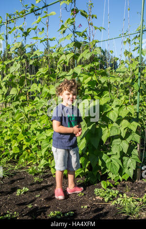 Vier Jahre alter Junge stehen neben Goodmother Stollard lila Pfostenbohnen im Maple Valley, Washington, USA. Stockfoto