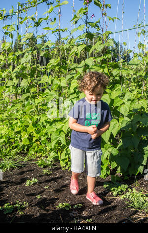 Vier Jahre alter Junge Walkng neben Goodmother Stollard lila Pfostenbohnen im Maple Valley, Washington, USA. Stockfoto