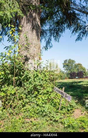 Heidelbeeren-Büsche wachsen an der Basis der Douglas-Tanne in Maple Valley, Washington, USA Stockfoto