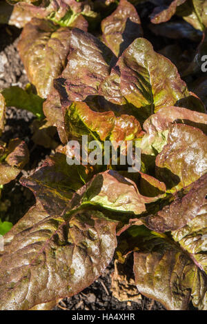 Rinne des Lieblings Salat Pflanzen wachsen in Maple Valley, Washington, USA. Stockfoto