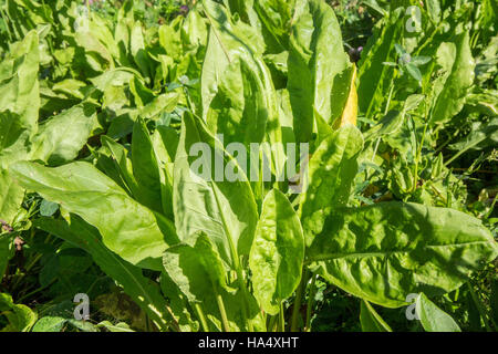 Sauerampfer oder Garten Sauerampfer (Rumex liegen) wächst in Maple Valley, Washington, USA. Stockfoto