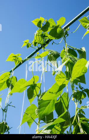 Gute Mutter Stallard heirloom Stange grüne Bohnen wachsen auf einer