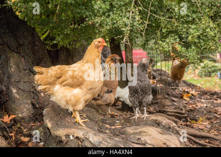 Freilebenden Buff Orpington, rot geschnürt Wyandotte, Kuckuck Maran und weiße Leghorn Hühnern stehen an der Basis eines großen Baumes in Issaquah, Washington, USA Stockfoto