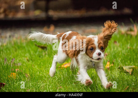 Sechs Monate alten Cavalier King Charles Spaniel Welpen laufen außerhalb an einem Herbsttag in Issaquah, Washington, USA Stockfoto