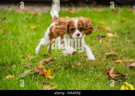 Sechs Monate alten Cavalier King Charles Spaniel Welpen laufen außerhalb an einem Herbsttag in Issaquah, Washington, USA Stockfoto