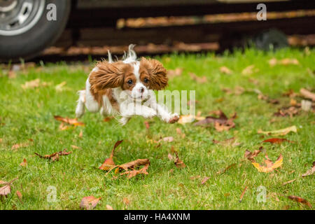 Sechs Monate alten Cavalier King Charles Spaniel Welpen laufen außerhalb an einem Herbsttag in Issaquah, Washington, USA Stockfoto