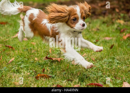 Sechs Monate alten Cavalier King Charles Spaniel Welpen laufen außerhalb an einem Herbsttag in Issaquah, Washington, USA Stockfoto