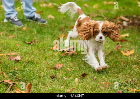 Sechs Monate alten Cavalier King Charles Spaniel Welpe jagt eine Spielzeug außerhalb ausgelöst wird, von seinem Besitzer auf ein Herbsttag in Issaquah, Washington, USA Stockfoto