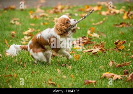 Sechs Monate alten Cavalier King Charles Spaniel Welpen holen einen Stick außerhalb an einem Herbsttag in Issaquah, Washington, USA Stockfoto