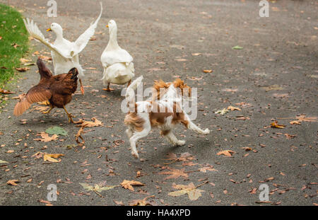 Sechs Monate alten Cavalier King Charles Spaniel Welpen jagen freilebenden Peking Enten und ein Rhode Island Red Huhn an einem Herbsttag Stockfoto