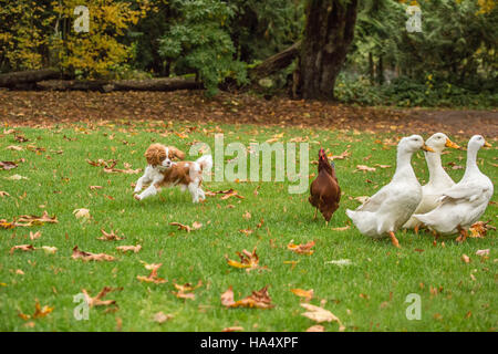 Sechs Monate alten Cavalier King Charles Spaniel Welpen jagen freilebenden Peking Enten und ein Rhode Island Red Huhn an einem Herbsttag Stockfoto