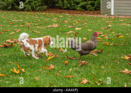 Sechs Monate alten Cavalier King Charles Spaniel Welpe versucht, einen freilebenden Dominique Huhn außerhalb an einem Herbsttag in Issaquah, Washington zu fangen Stockfoto