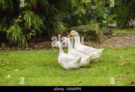 Drei freilebenden Pekin Hausenten durch den Hof schlendern und Essen, wie sie, in Issaquah, Washington, USA gehen Stockfoto