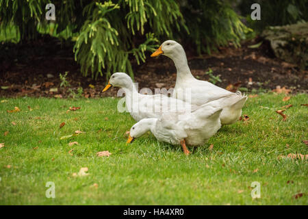 Drei freilebenden Pekin Hausenten durch den Hof schlendern und Essen, wie sie, in Issaquah, Washington, USA gehen Stockfoto