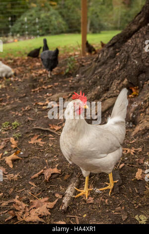 Freilebenden weißen Leghorn Hahn in Issaquah, Washington, USA Stockfoto
