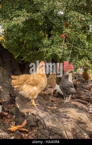 Freilebenden Hühnern unter einem großen Baum in Issaquah, Washington, USA. Stockfoto