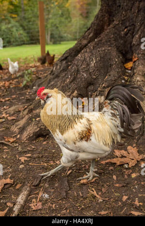 Freilebenden Americauna Hahn in Issaquah, Washington, USA Stockfoto