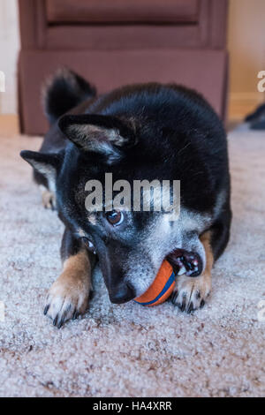Drei Jahre alte Shiba Inu Hund, Kimi, spielen mit einem Ball im Inneren in Issaquah, Washington, USA. Stockfoto