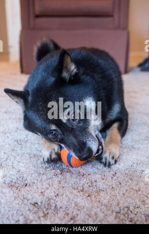 Drei Jahre alte Shiba Inu Hund, Kimi, spielen mit einem Ball im Inneren in Issaquah, Washington, USA. Stockfoto